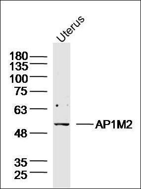 AP1M2 antibody
