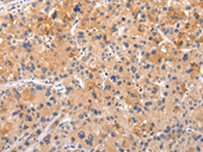 AP2A1 Antibody