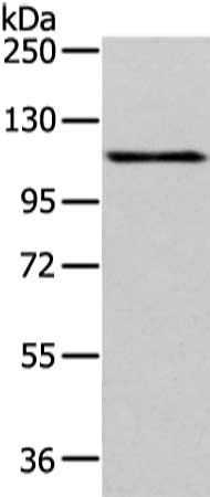 AP2A1 Antibody