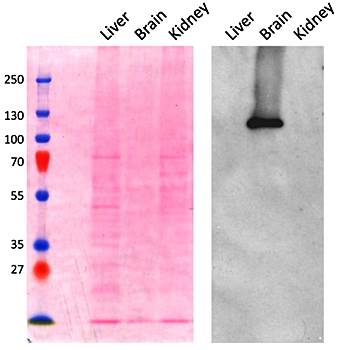 Goat anti-AP2A1 (aa706-727) Antibody