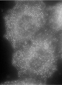 Goat anti-AP2A1 (aa706-727) Antibody