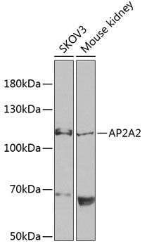 AP2A2 antibody