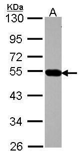 AP4M1 antibody [N1C1]
