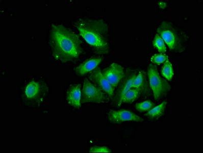 APAF1 Antibody