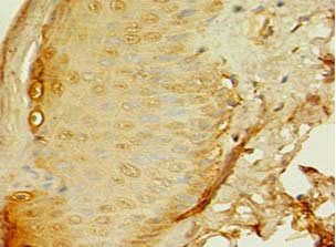 APAF1 Antibody
