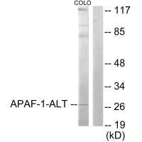 APAF1 antibody