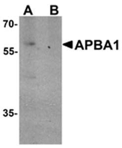 APBA1 Rabbit Polyclonal Antibody