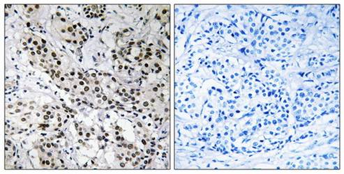 APBB2 antibody