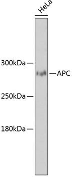 APC antibody