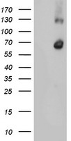 ANAPC2 Antibody
