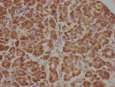 APCDD1 antibody