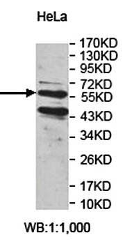 APCDD1 antibody