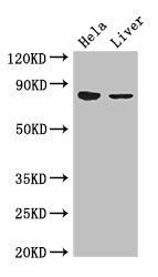 APEH antibody