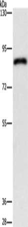 APEH Antibody