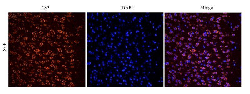 Apelin antibody