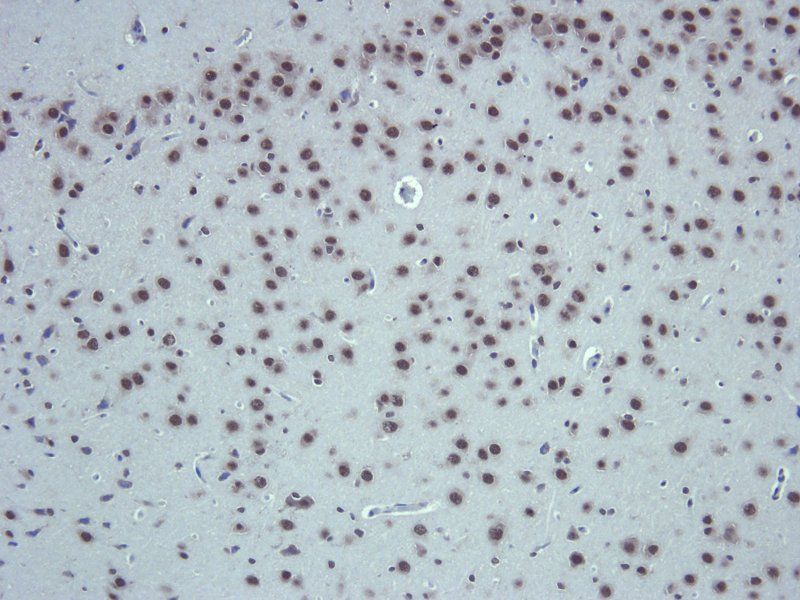 Apelin antibody