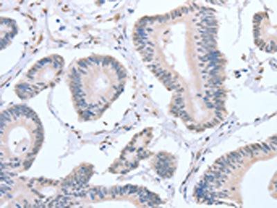 APEX1 antibody