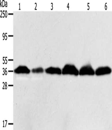 APEX1 antibody