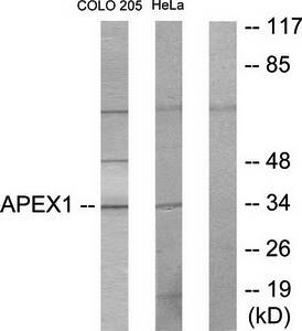 APEX1 Antibody
