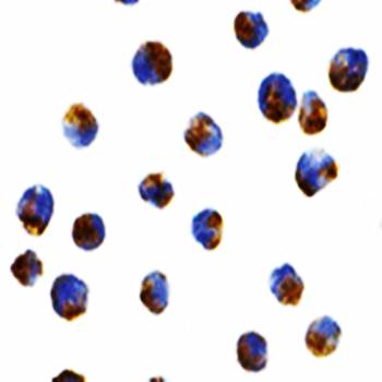 APG7 Antibody