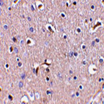 APH1 Antibody