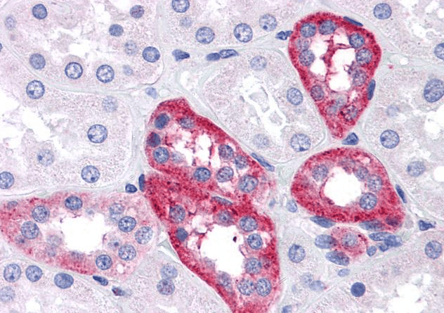Goat anti-APH1A Antibody