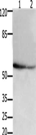 API5 Antibody