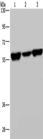 API5 Antibody