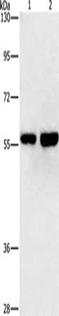 API5 Antibody