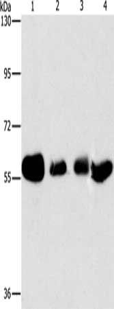 API5 Antibody