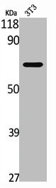 API5 Antibody