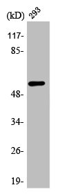 API5 antibody