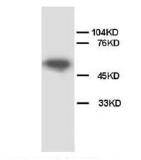 Apoptosis inhibitor 5/API5 Antibody