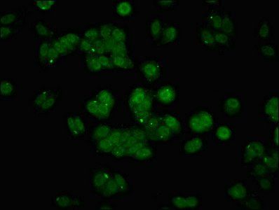 API5 Antibody