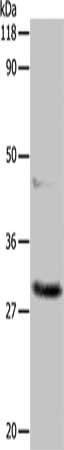 APIP Antibody