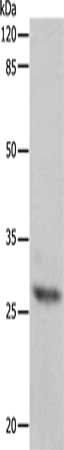 APIP Antibody