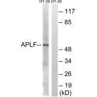 APLF (Ab-116) antibody