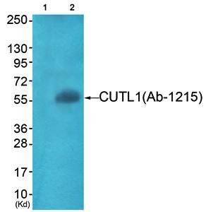 APLF antibody