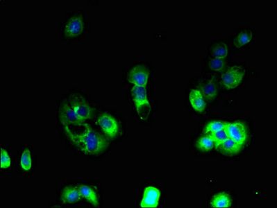 APLNR Antibody