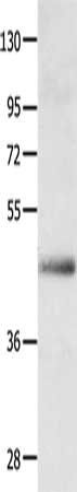 APLNR Antibody