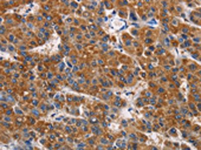 APLNR Antibody