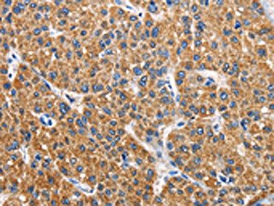 APLNR Antibody