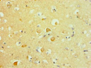 APLP2 Antibody
