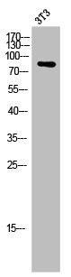 APLP2 antibody