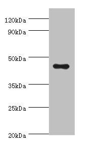 APOA4 Antibody