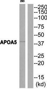 APOA5 Antibody