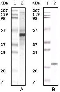 APOA5 (Pair) Antibody