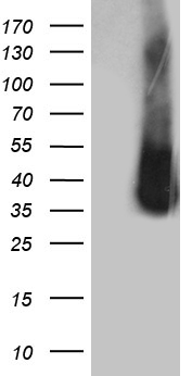 APOB48R Antibody