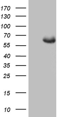 APOBR Antibody