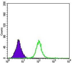 ApoB Antibody